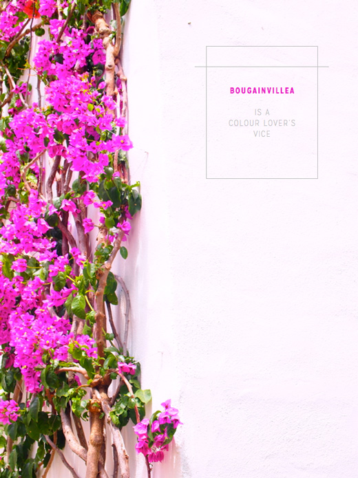 bougainvillea-in-spain