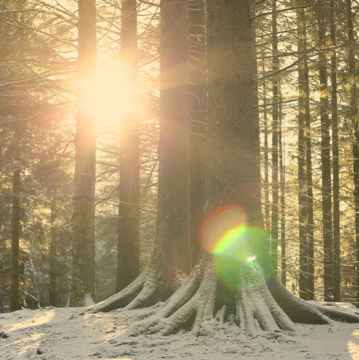 golden-hour-in-a-norwegian-forest