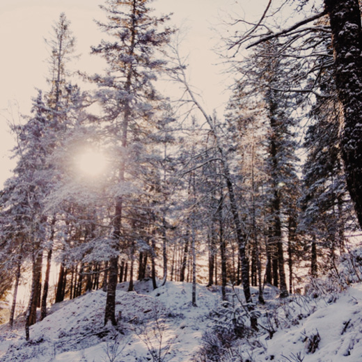 sunlight-gleaming-through-snowy-trees