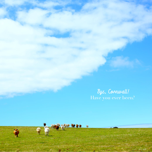 cornish-countryside-in-summer