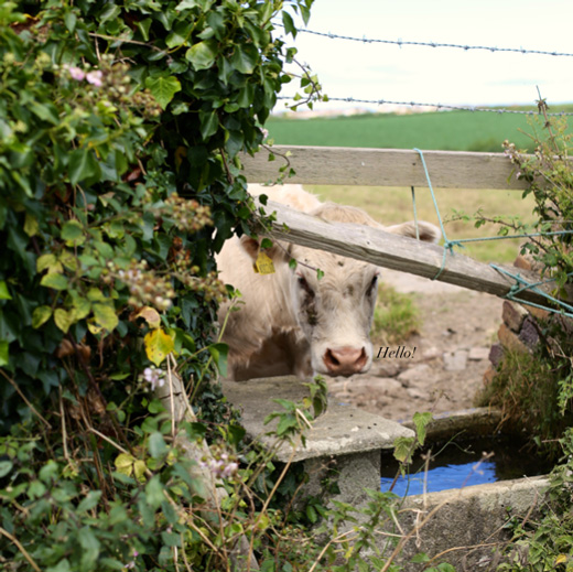 cow-in-countryside