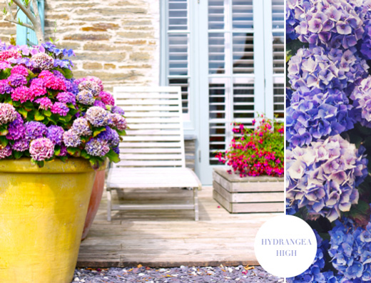 hydrangea-purple-blooms