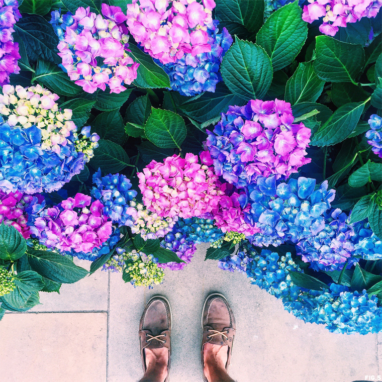 blue-hydrangeas