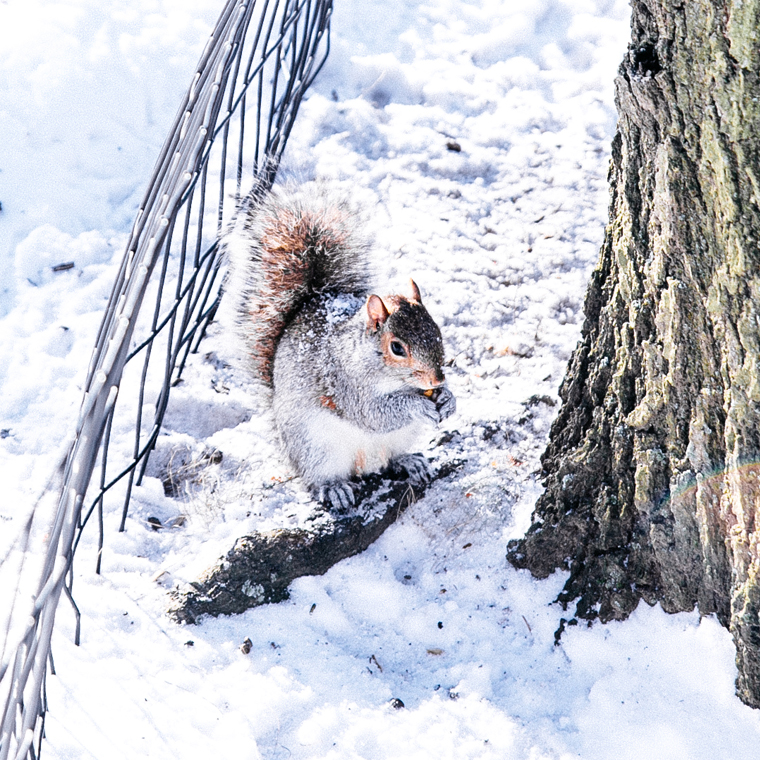 NYC-Central-Park-In-The-Snow-15