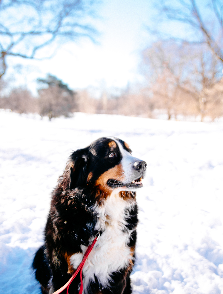 NYC-Central-Park-In-The-Snow-24