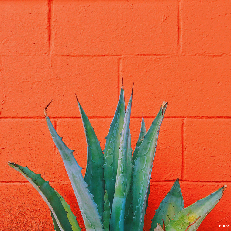 agave-against-oragne-wall