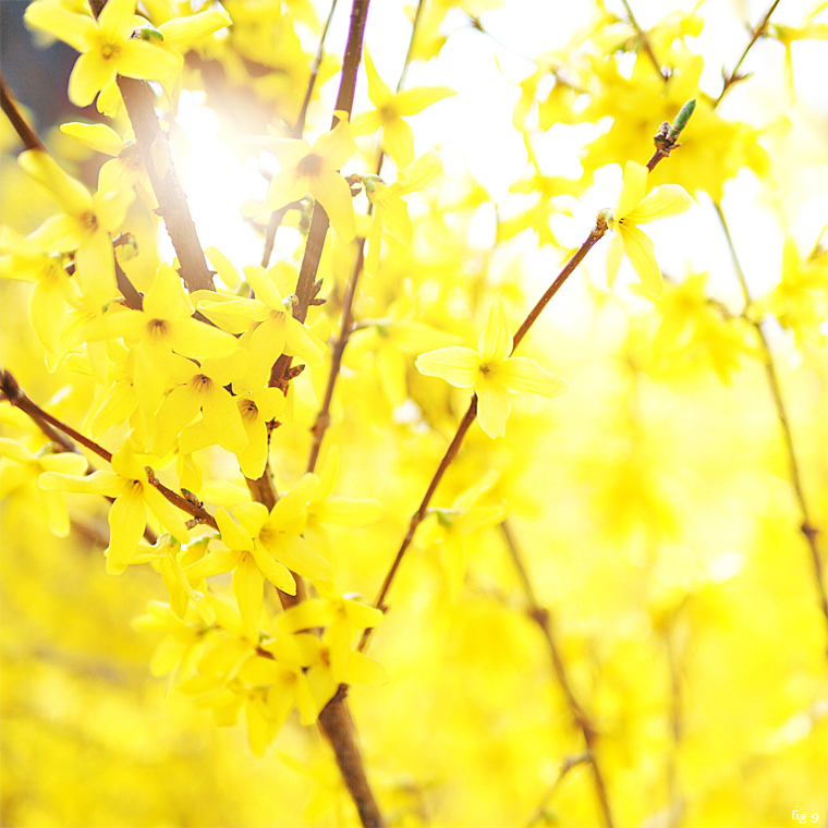 yellow-spring-flowers-in-central-park-nyc