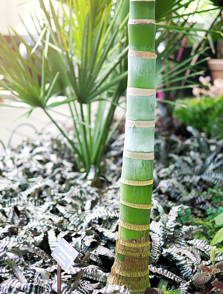 ombre-palm-trunk-new-york-botanical-garden-bronx