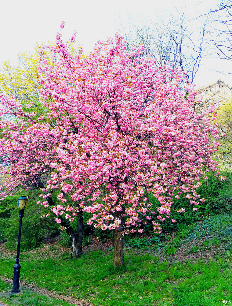 pink-blossom-trees-riverside-park-nyc
