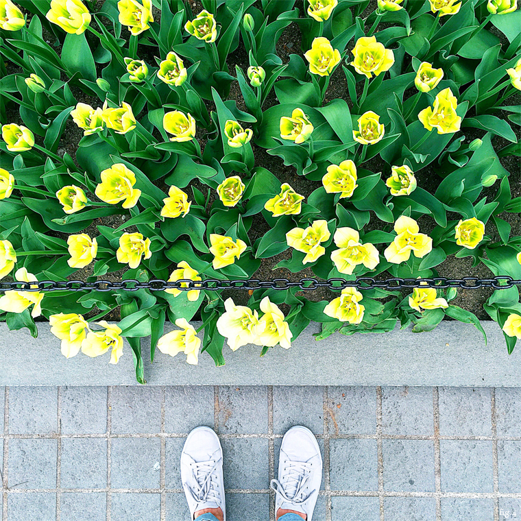 yellow-tulips-central-pakr