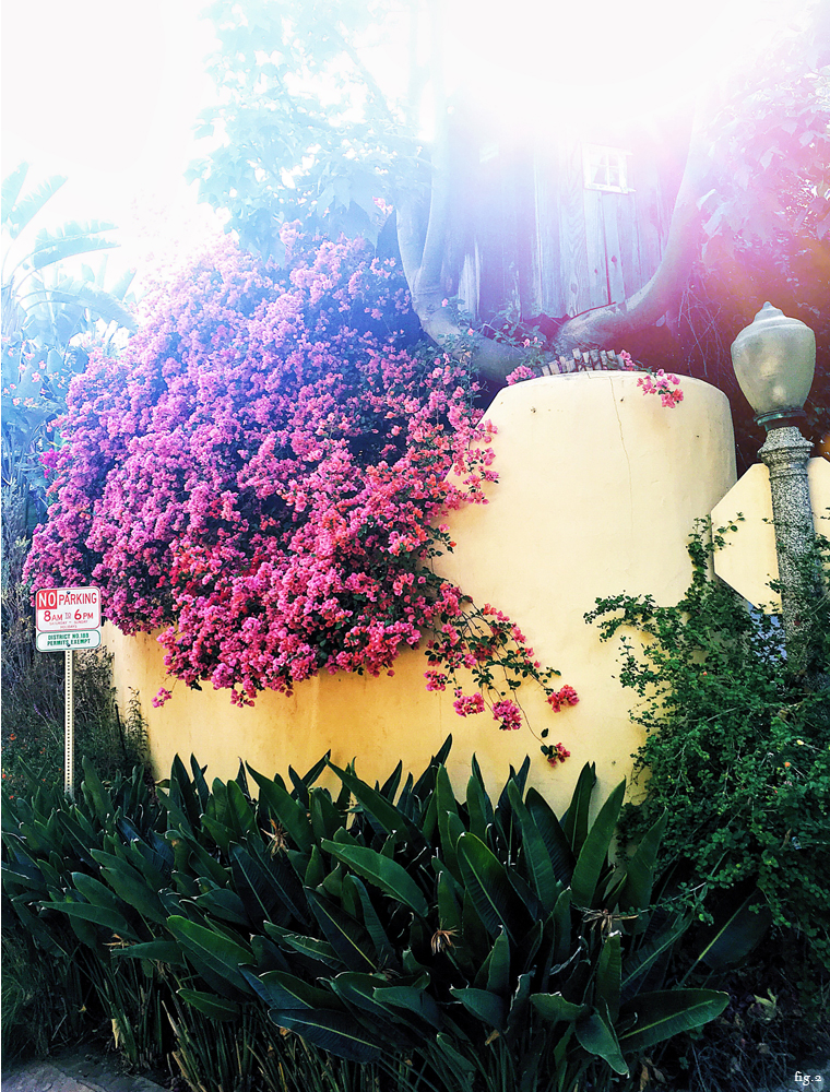 bougainvillea-plants-los-angeles