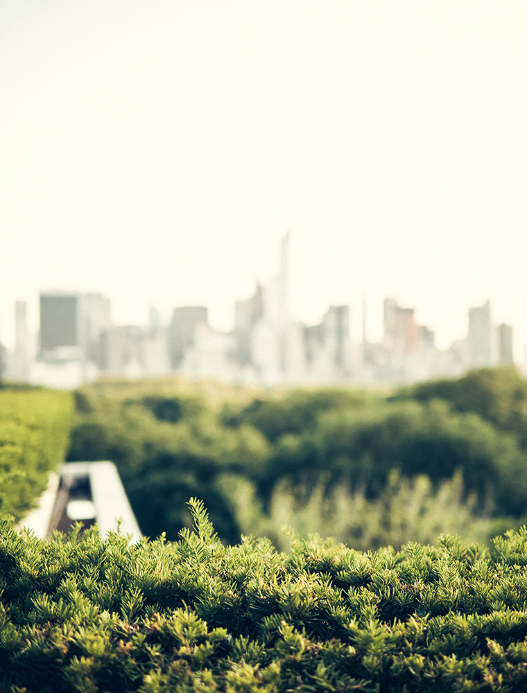 central-park-nyc-summer-golden-hour-photography-11