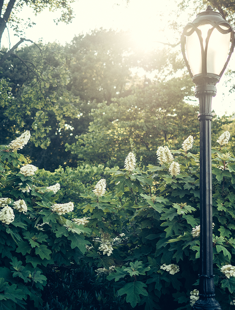 central-park-nyc-summer-golden-hour-photography-4