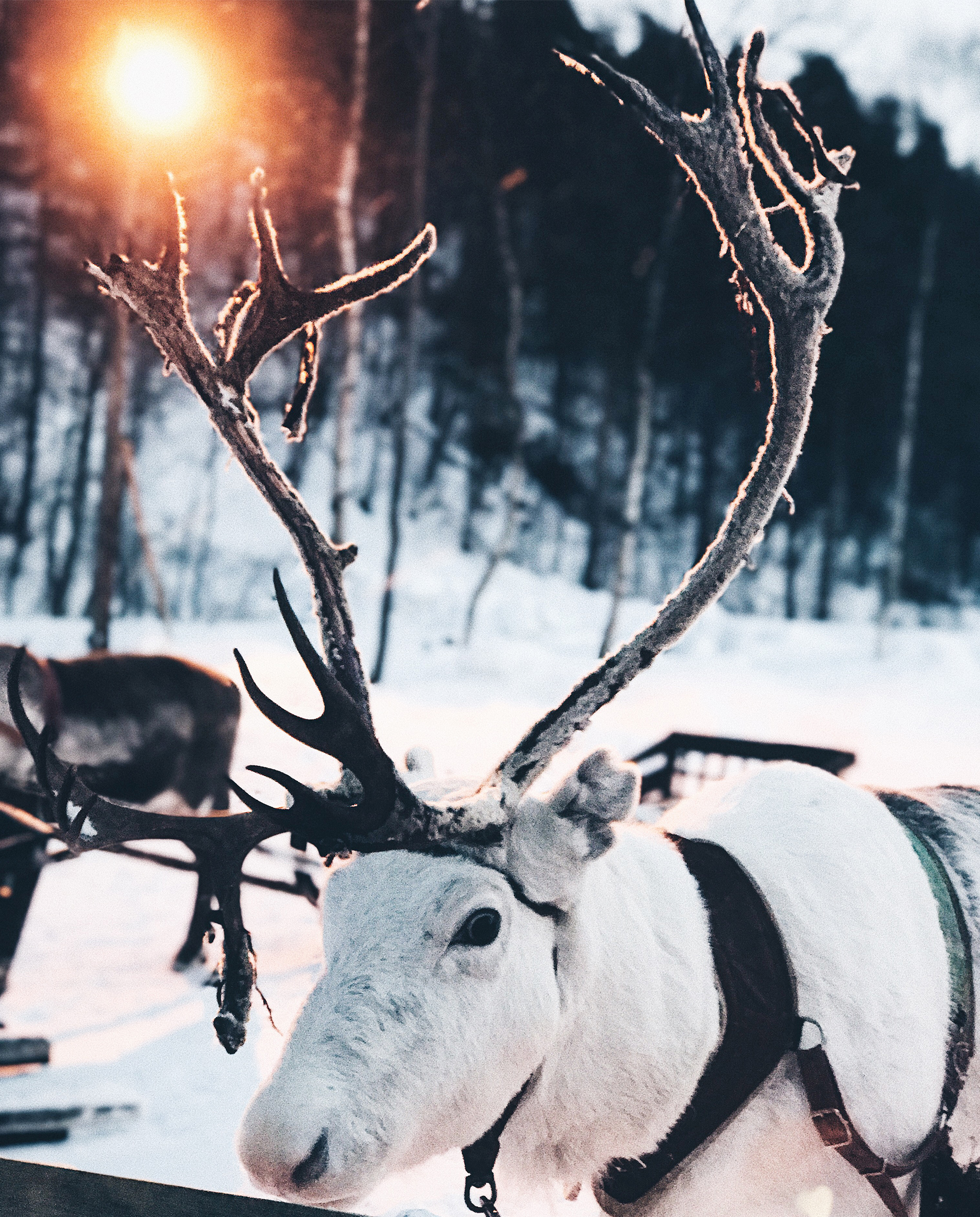 norway's polar night