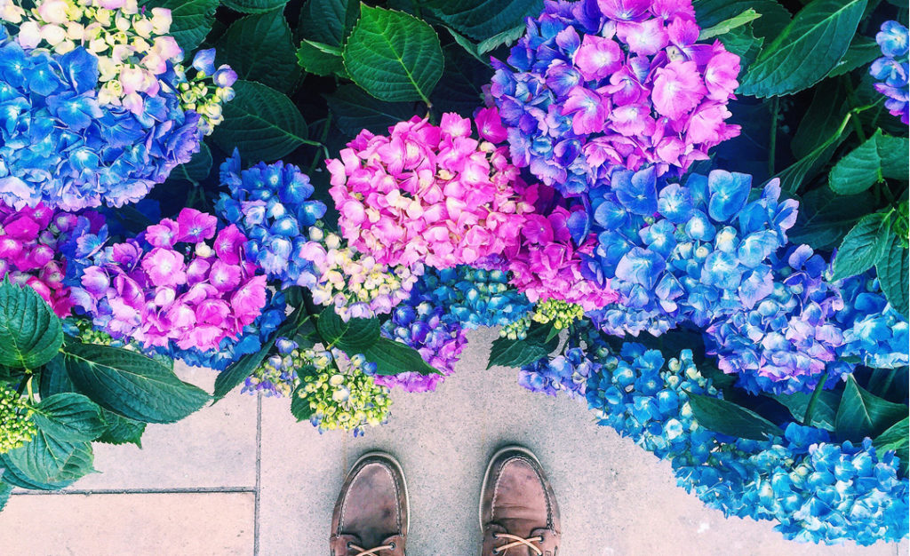 hydrangeas