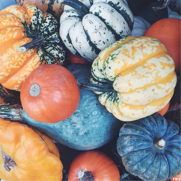Pumpkins-different-colors