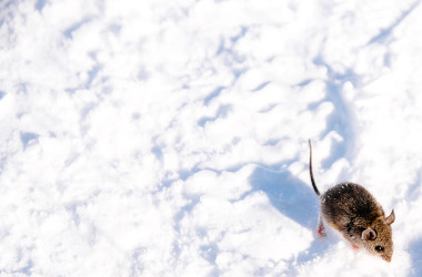 34 NYC & Central Park Snow Pictures of the 2016 Blizzard - Bright ...