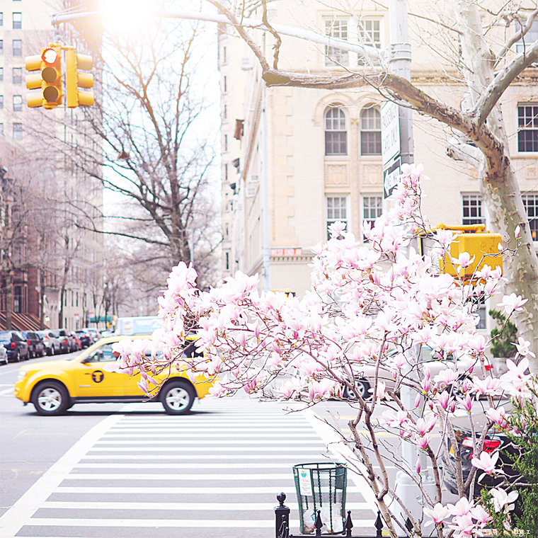 spring-blossoms-in-nyc-with-yellow-taxi-cab