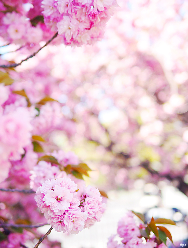 pink-spring-blossom-nyc-1