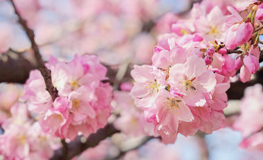 floral shirts for men