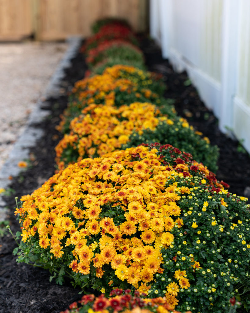 Fall Curb Appeal Updates