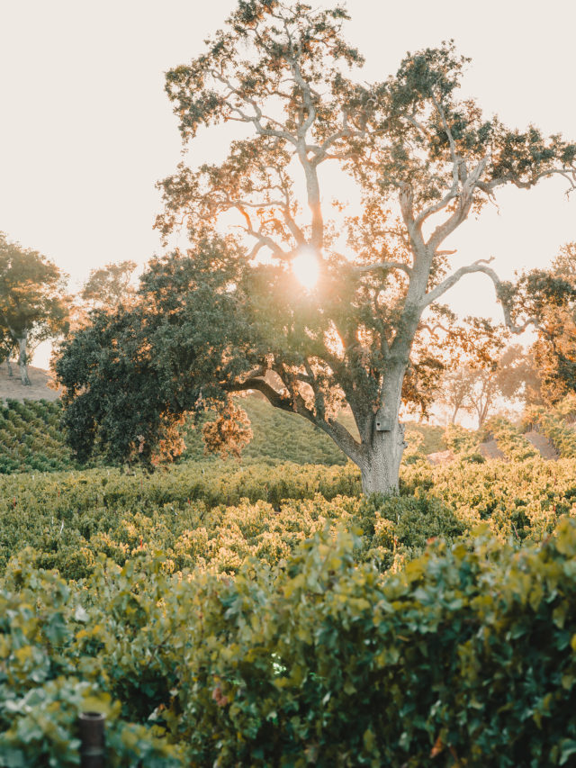 The Californian Wine Region You Have Never Heard of But Need to Visit